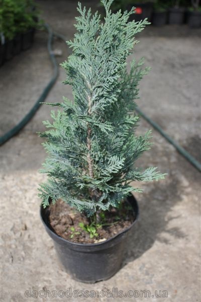 Кипарисовик лавсона Колумнарис Глаука